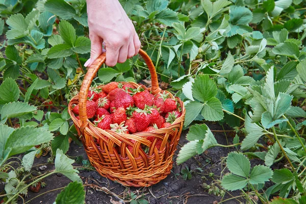 Ένα Καλάθι Ώριμες Φράουλες Στα Χέρια Ενός Αγρότη Στον Κήπο — Φωτογραφία Αρχείου