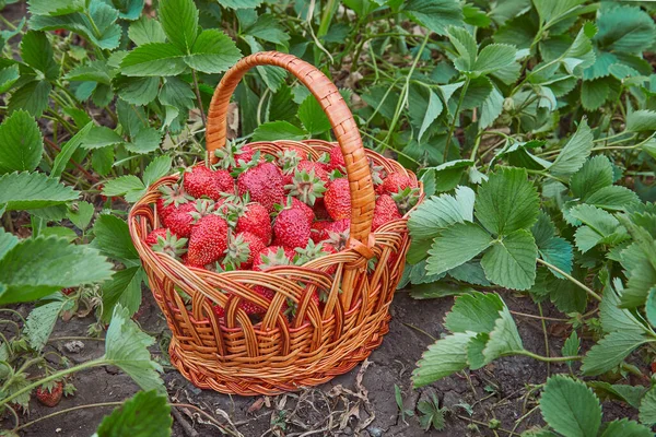 Basket Ripe Strawberries Garden Close — Stock Photo, Image