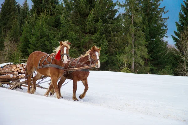 Imbracatura Dei Cavalli Nella Foresta Invernale — Foto Stock