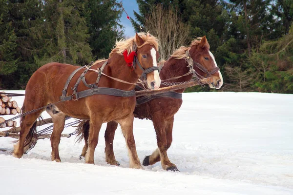 Chicote Cavalos Floresta Inverno — Fotografia de Stock