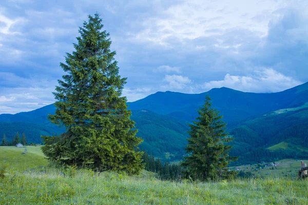 Карпатские Зеленые Горы Летние Пейзажи — стоковое фото