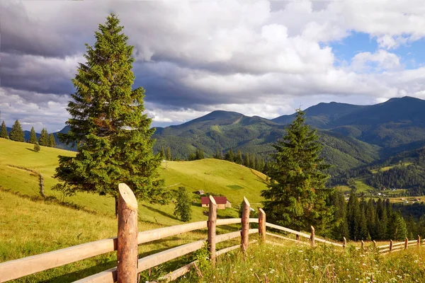 Árvore Coníferas Cerca Árvore Nas Montanhas Verdes — Fotografia de Stock