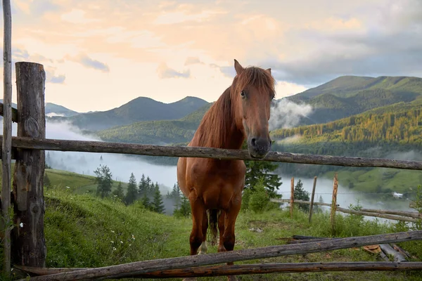 Brązowy Koń Łące Wysoko Górach Świcie — Zdjęcie stockowe