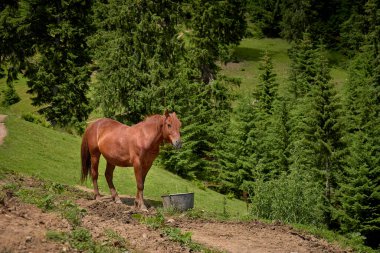 Kahverengi at dağların tepesindeki temiz bir orman çayırında otluyor.
