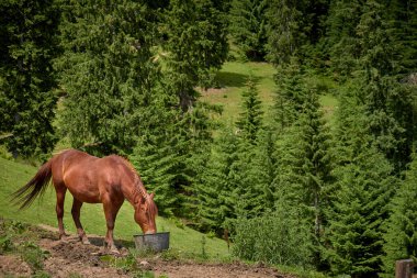 Kahverengi at dağların tepesindeki temiz bir orman çayırında otluyor.