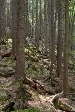 Yeşil yosun kaplı eski kozalaklı orman. Taş toprak, dikey görüntü.