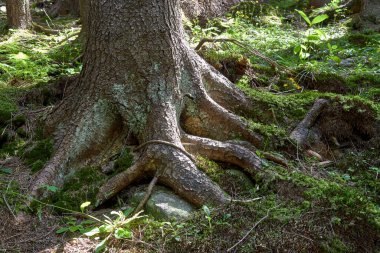 Büyük eski yosun kökleri ile kaplı ağaçlar.