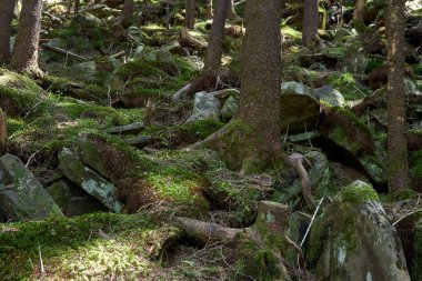 Büyük eski yosun kökleri ile kaplı ağaçlar.