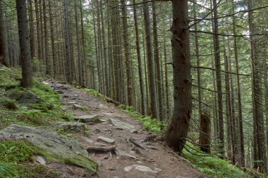 Taş toprakla kaplı yeşil yosunlu eski kozalaklı orman.