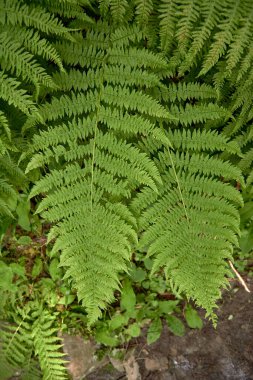 Büyük yeşil eğrelti otu üst görünümü dikey olarak bırakır