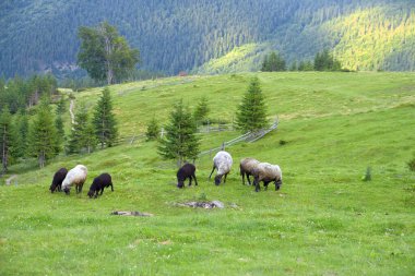 Güzel bir yaz manzarası olan bir dağ vadisinde yeşil çimlerde otlayan bir koyun sürüsü.
