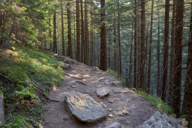 Yeşil yosunlarla kaplı eski kozalaklı orman. Taş toprak, orman yolu.