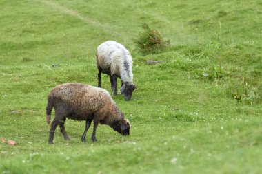 Güzel bir yaz manzarası olan bir dağ vadisinde yeşil çimlerde otlayan bir koyun sürüsü.