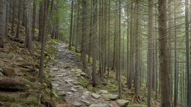 Yeşil yosunlarla kaplı eski kozalaklı orman. Taş toprak, orman yolu. Resim 16: 9