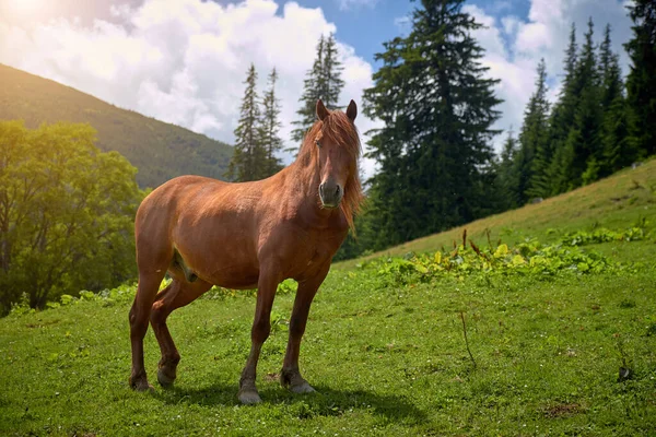 brown horse shows teeth against a green mountain valley