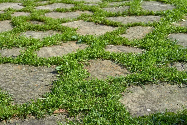 Textur Grå Sten Bakgrund Och Grönt Gräs — Stockfoto