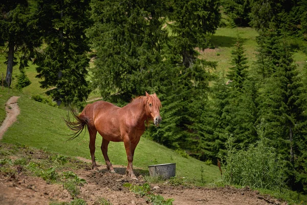 Brown horse grazes on a clean forest meadow high in the mountains