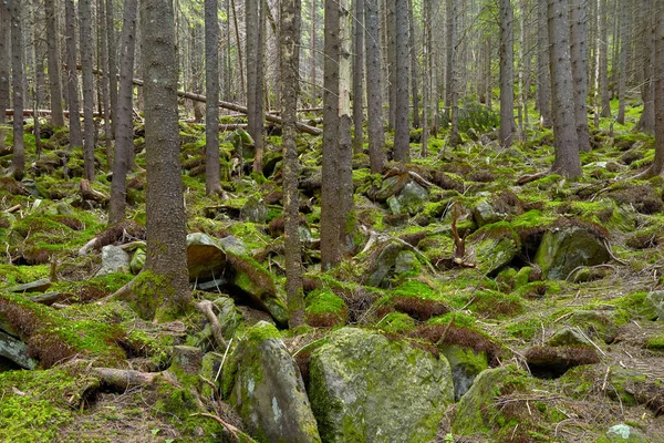 石土で覆われた緑の苔を持つ古い針葉樹林 — ストック写真