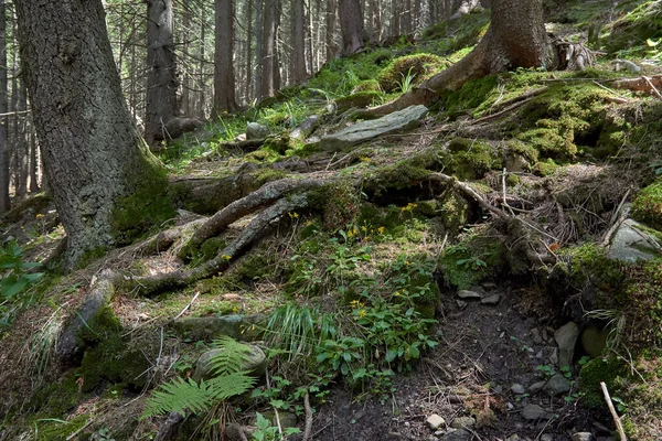 Forest Large Roots Old Moss Covered Trees — Stock Photo, Image