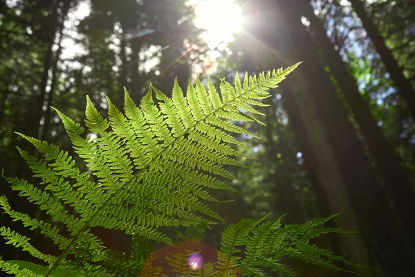 Feuille Fougère Verte Dans Forêt Sur Fond Arbres Rayons Soleil — Photo