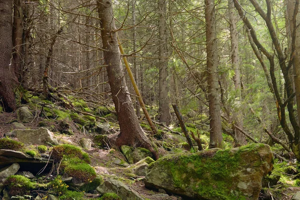 Старый Хвойный Лес Зеленым Мхом Покрытым Каменной Почвой Мистической Природой — стоковое фото