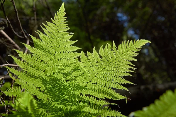 Feuille Fougère Verte Dans Forêt Sur Fond Arbres Rayons Soleil — Photo