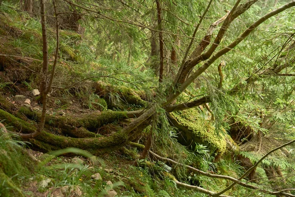 흙으로 이끼로 뒤덮인 침엽수림 — 스톡 사진