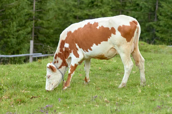 Krowy Pasą Się Leśnej Polance Jedzą Świeżą Zieloną Trawę — Zdjęcie stockowe