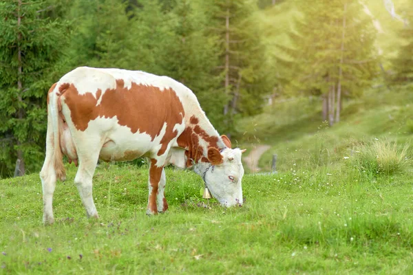 Mucca Pascola Una Radura Foresta Mangia Erba Fresca Verde — Foto Stock