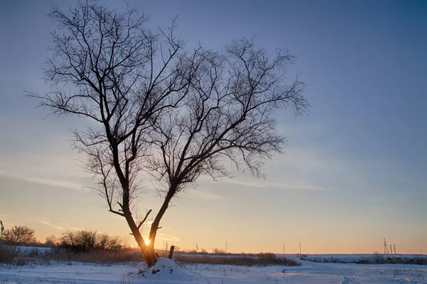 Belo Nascer Sol Inverno Com Raios Sol — Fotografia de Stock