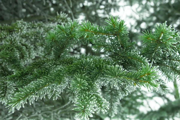 Frosty Spruce Branch Com Neve Inverno Profundidade Campo Rasa — Fotografia de Stock