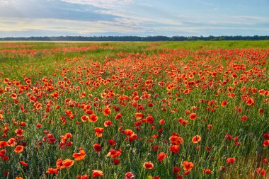 Harika haşhaş tarlası, güneş doğarken yaz manzarası