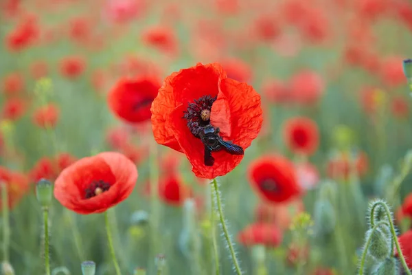 Big Beetle Collects Pollen Poppy Flower — Stock Photo, Image