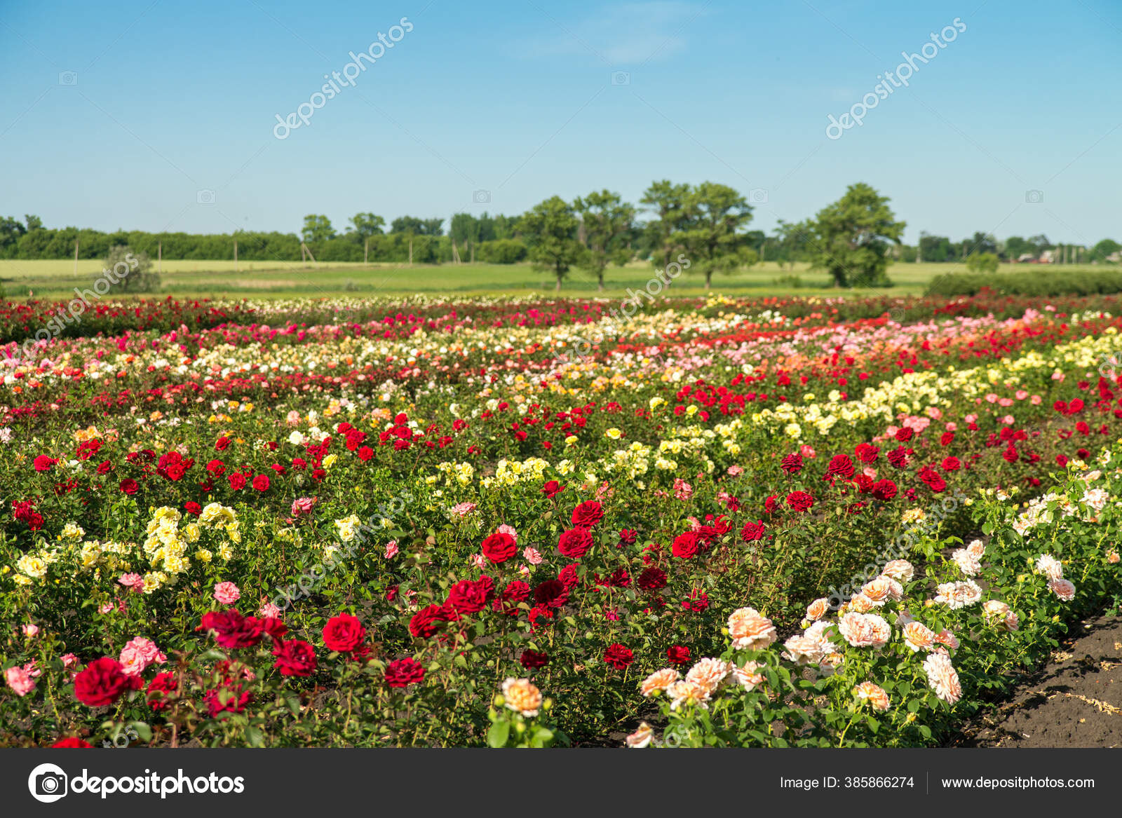 Campos Coloridos Con Rosas Florecientes Verano Aire Libre: fotografía de  stock © denfotoblog@gmail.com #385866274 | Depositphotos