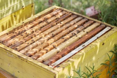 Arı kovanı ve çerçevesi Arı kovanında bal.