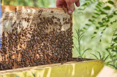 Arı kovanında bal peteği üzerinde çalışkan arılar. Arıcı Bal Topluyor.