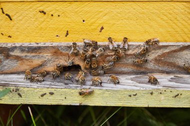 Arı ailesi tahta bir arı kovanında.