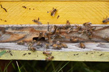 Arı ailesi tahta bir arı kovanında.