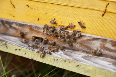 Arı ailesi tahta bir arı kovanında.