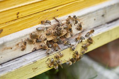 Arı ailesi tahta bir arı kovanında.