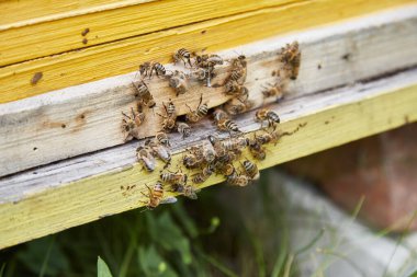Arı ailesi tahta bir arı kovanında.