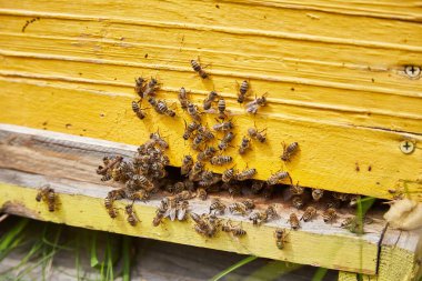Arı ailesi tahta bir arı kovanında.