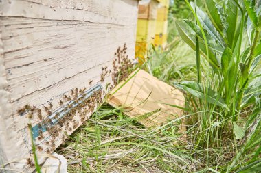 Arı ailesi tahta bir arı kovanında.
