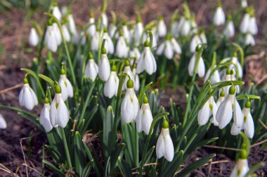 Bir grup ilkbahar çiçeği, bir çayır üzerinde beyaz kar damlaları.