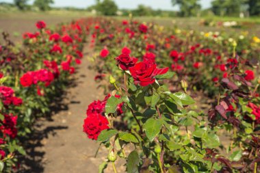 Renkli tarlalar, açan kırmızı güller, açık havada yaz.