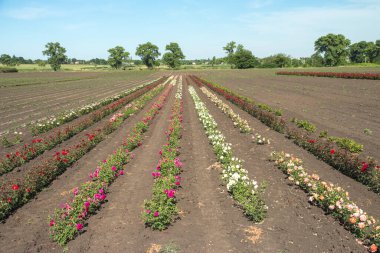 Çiçekli güllerle dolu renkli tarlalar, açık havada yaz.