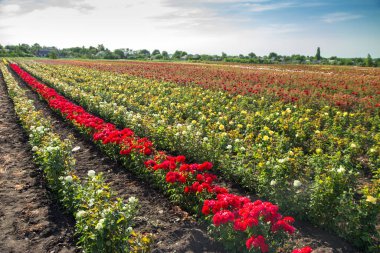 Çiçekli güllerle dolu renkli tarlalar, açık havada yaz.