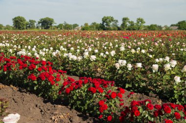 Çiçekli güllerle dolu renkli tarlalar, açık havada yaz.
