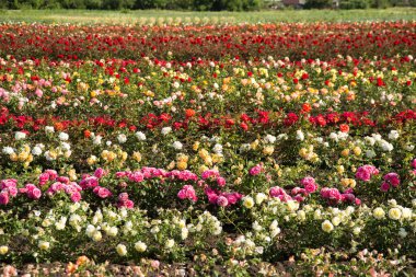Çiçekli güllerle dolu renkli tarlalar, açık havada yaz.