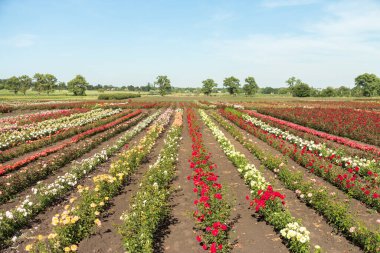 Çiçekli güllerle dolu renkli tarlalar, açık havada yaz.